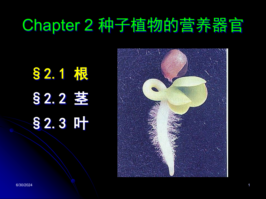 种子植物的营养器官-根课件_第1页