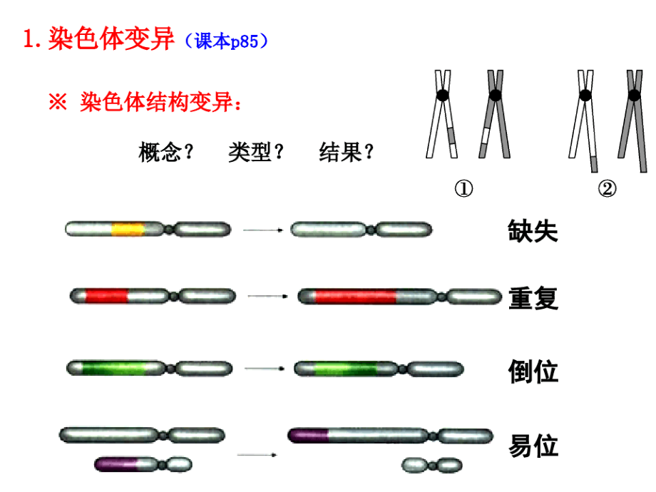 染色体变异与育种课件_第1页