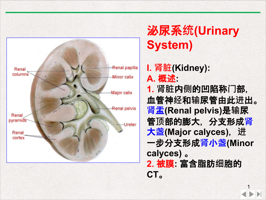 泌尿系统(Urinaryppt课件精美版_第1页