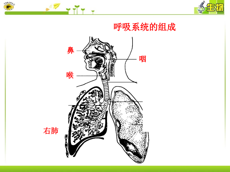 第一节--呼吸道对空气处理课件_第1页