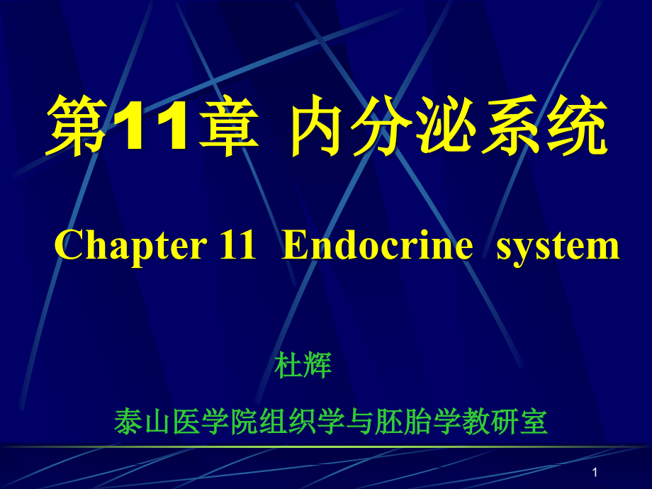 组织学及胚胎学内分泌系统课件_第1页