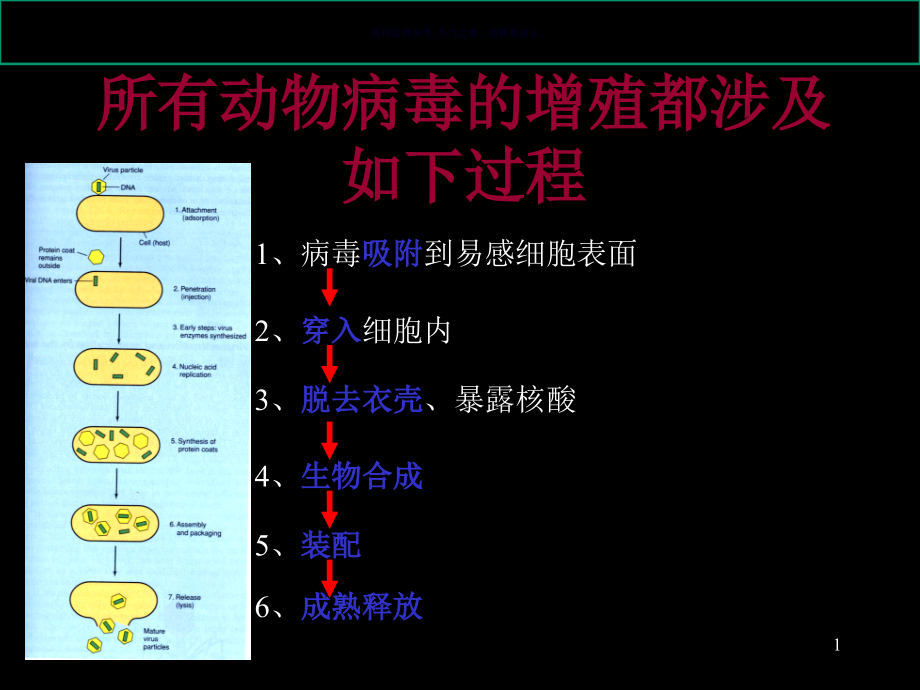 病毒的复制主题医学知识课件_第1页