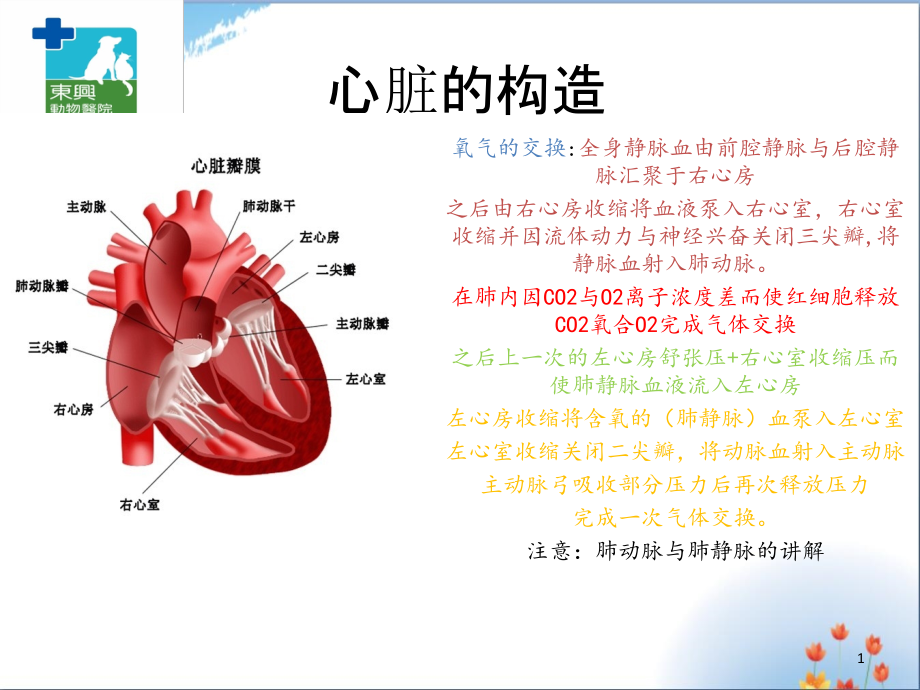 小动物心电图ppt课件_第1页