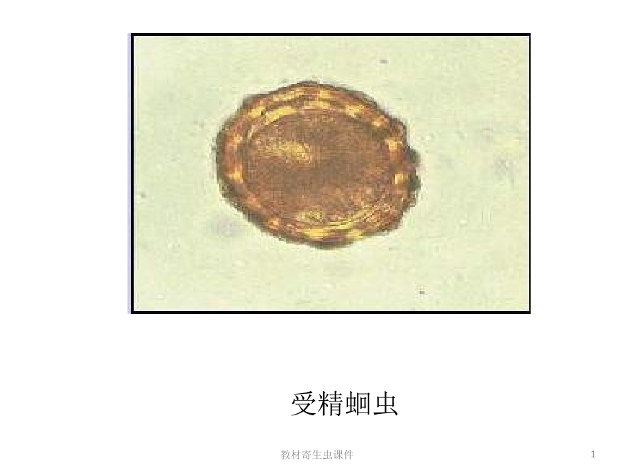 教材寄生虫ppt课件_第1页