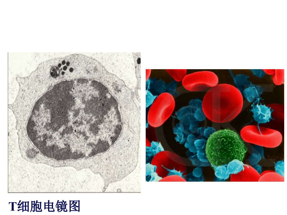 最新T淋巴细胞专业知识讲座主题讲座课件_第1页