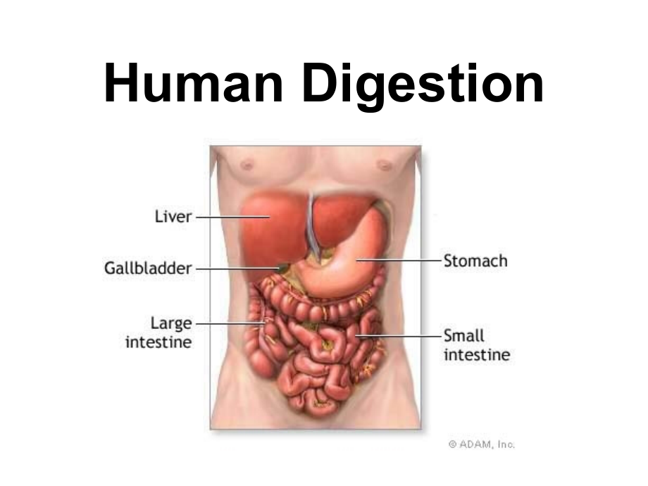 消化系统英文名称TheDigestiveSystem课件_第1页