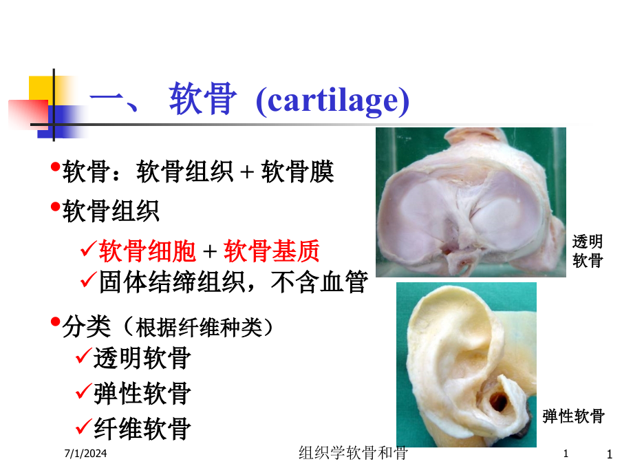 组织学软骨和骨培训ppt课件_第1页