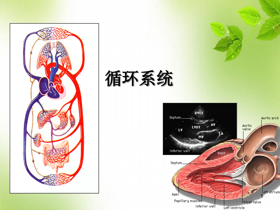 循环系统(解剖结构)培训 医学ppt课件_第1页