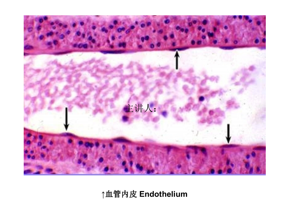 组织学与胚胎学图片考试课件_第1页