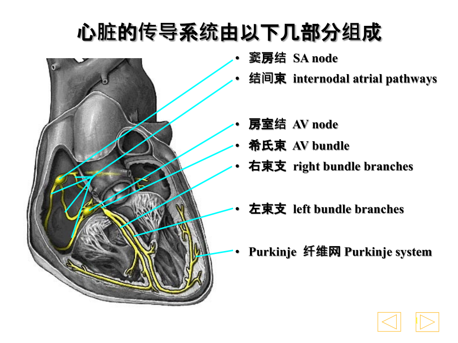 正常心电图波形课件_第1页