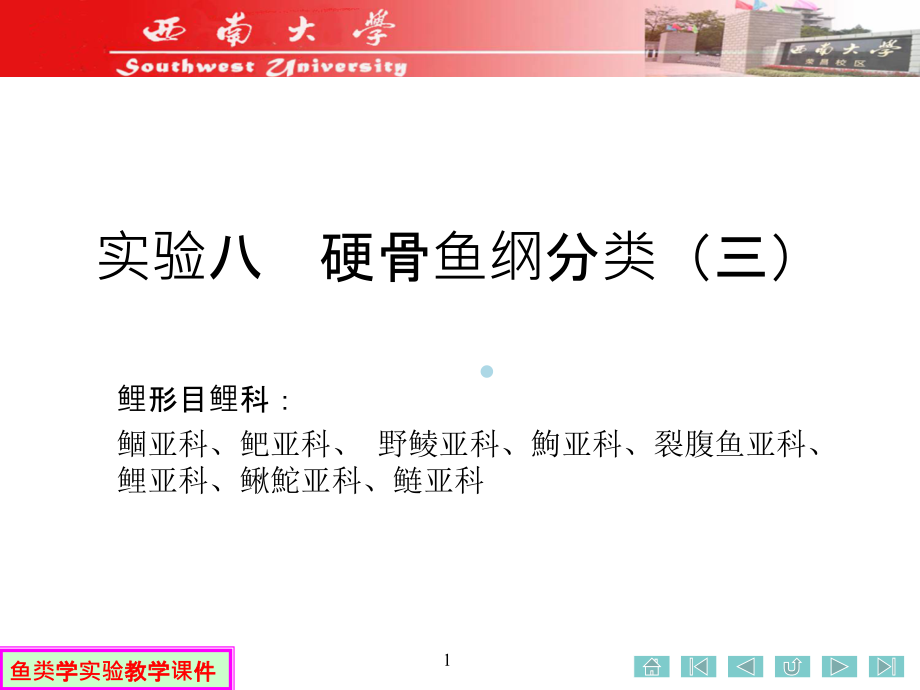 实验八硬骨鱼纲的分类(三)课件_第1页