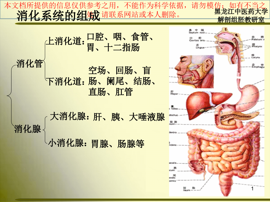 正常人体解剖学消化系统培训ppt课件_第1页