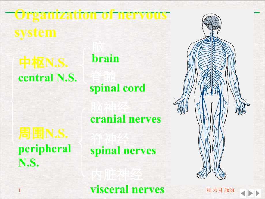 神经系总论脊髓脊脑神经概述完整版课件_第1页