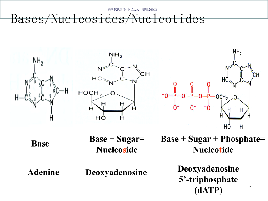 核苷酸代谢医学宣教课件_第1页