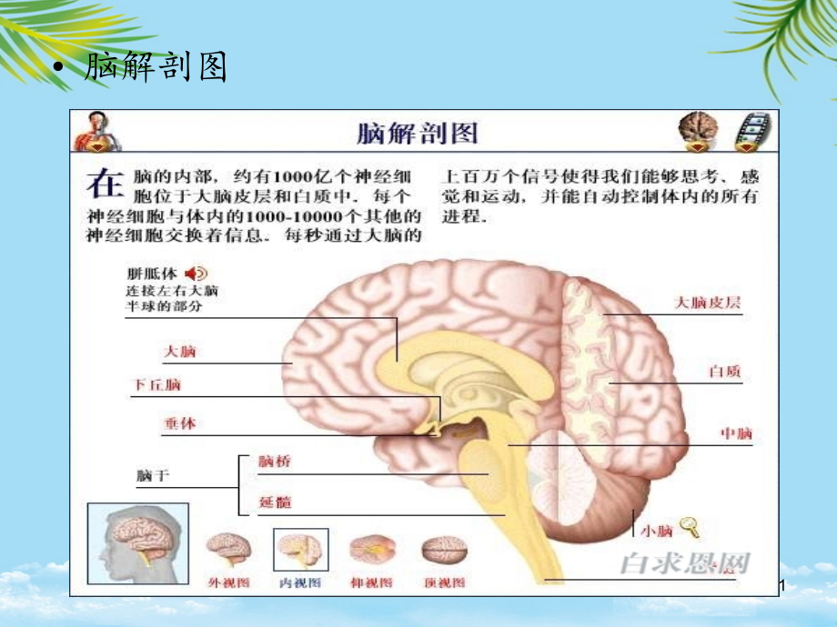 桥小脑肿瘤疾病护理全面资料课件_第1页