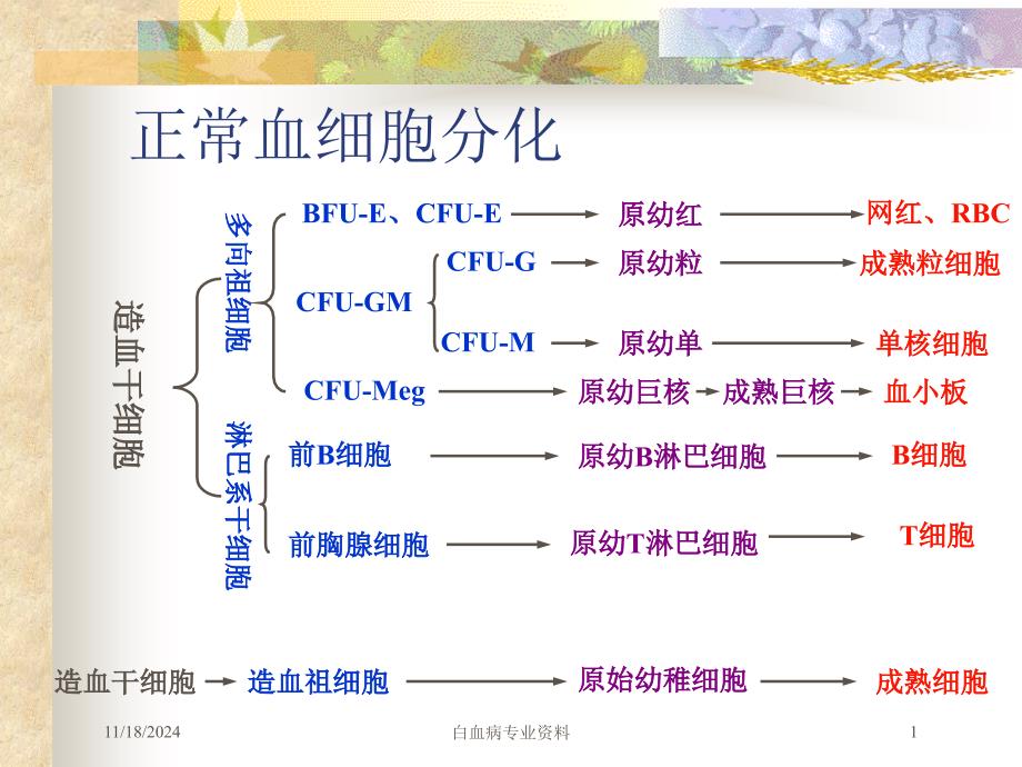 白血病专业资料培训ppt课件_第1页