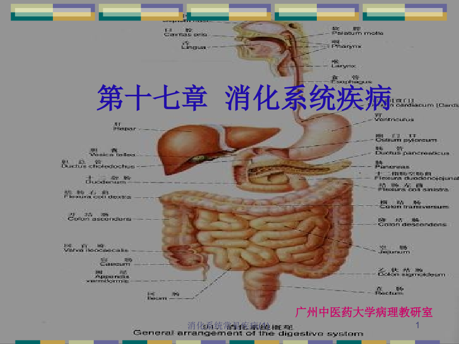 消化系统常见疾病 课件_第1页