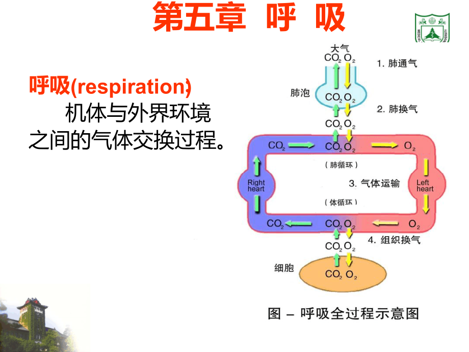 生理学ppt课件呼吸_第1页