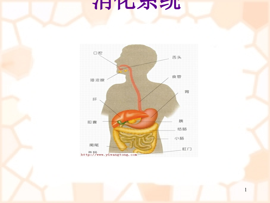 消化系统疾病概述与常用药物课件_第1页