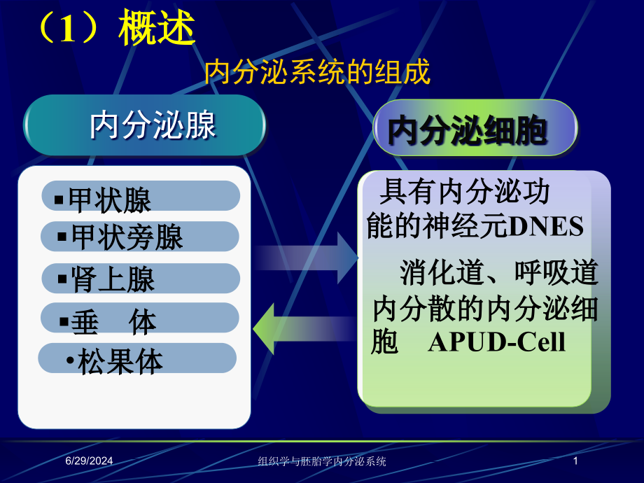 组织学与胚胎学内分泌系统培训ppt课件_第1页