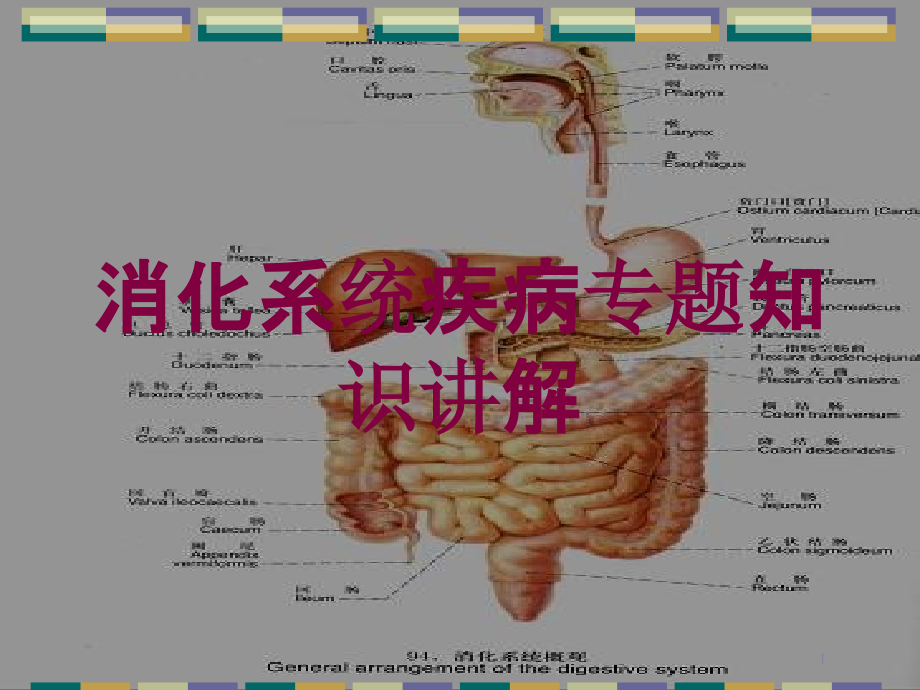 消化系统疾病专题知识讲解培训ppt课件_第1页