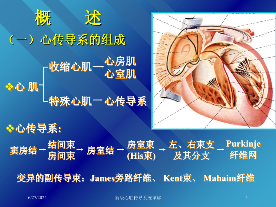 新版心脏传导系统详解培训课件_第1页