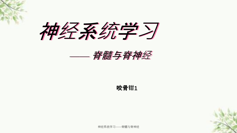 神经系统学习——脊髓与脊神经ppt课件_第1页