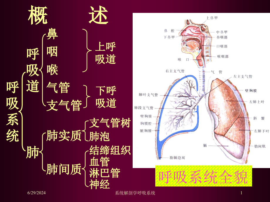 系统解剖学呼吸系统培训ppt课件_第1页