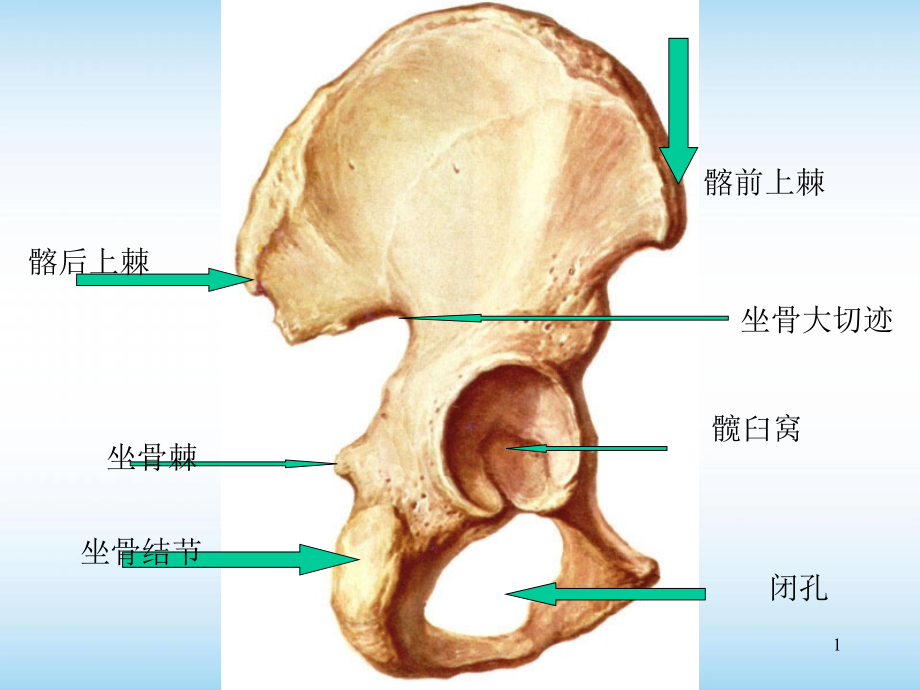 系统解剖学实验考试培训 医学ppt课件_第1页