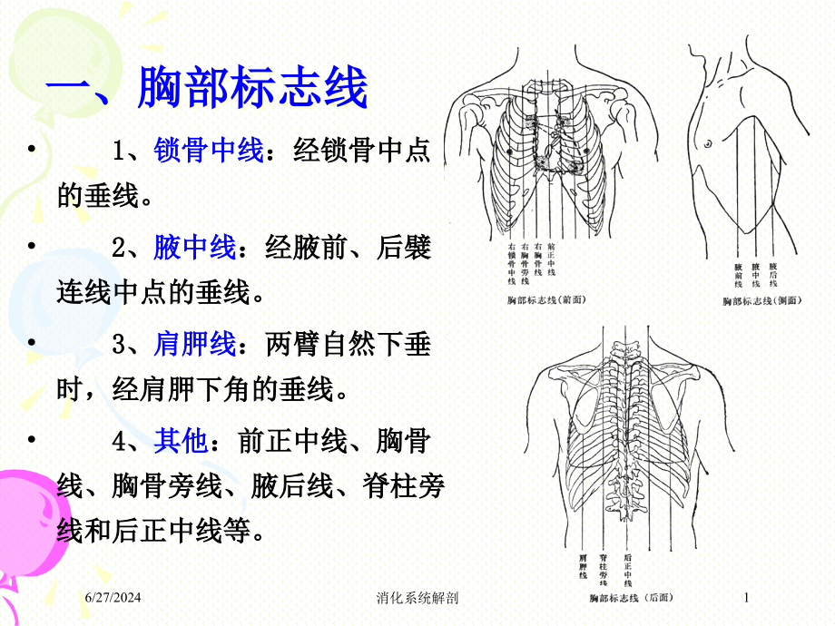 消化系统解剖培训ppt课件_第1页