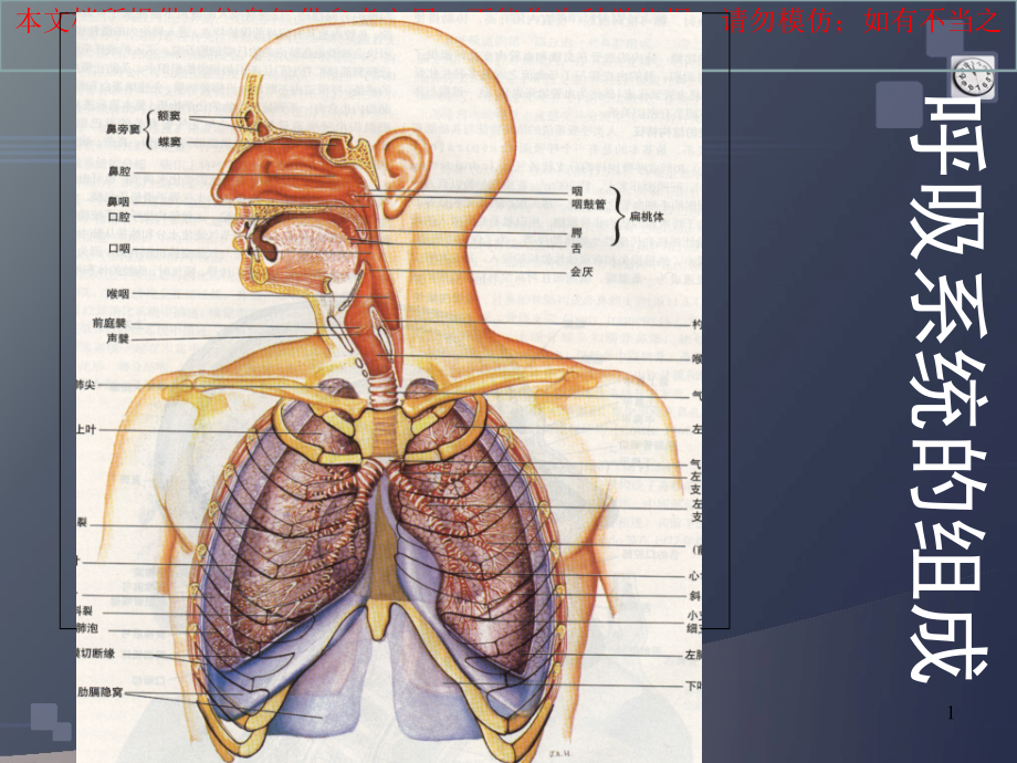 正常人体学呼吸系统培训ppt课件_第1页