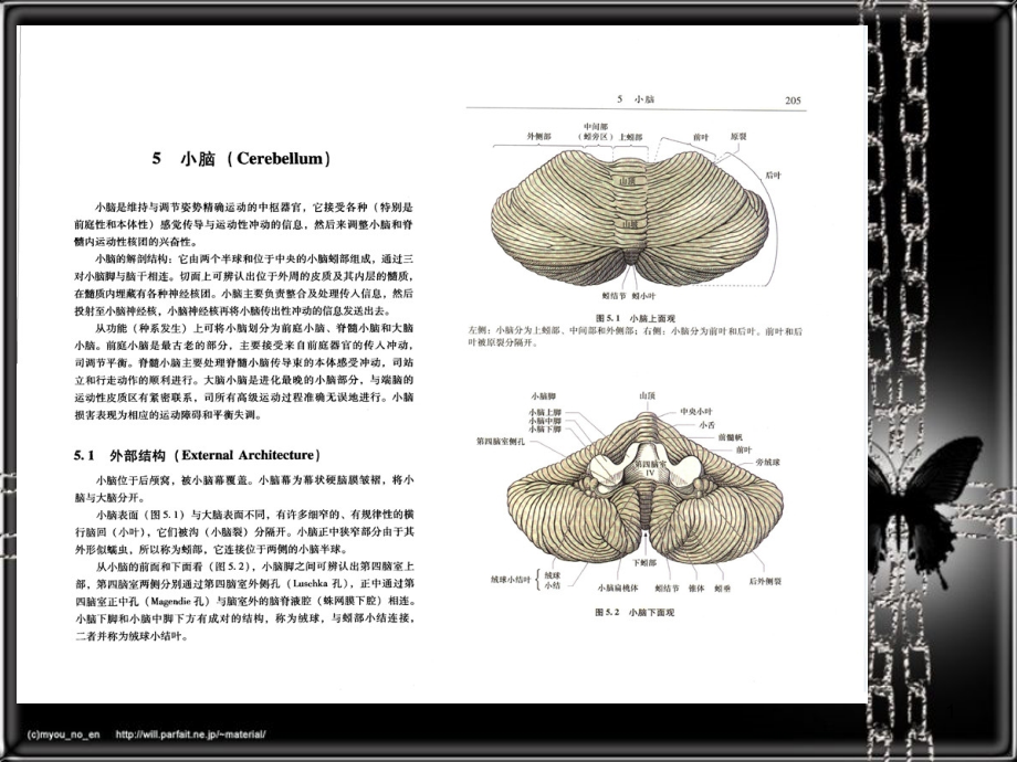 神经系统疾病定位诊断学课件_第1页