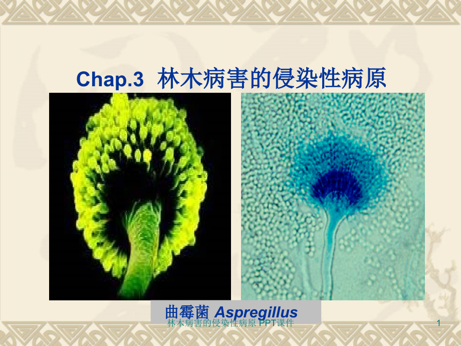 林木病害的侵染性病原-课件_第1页