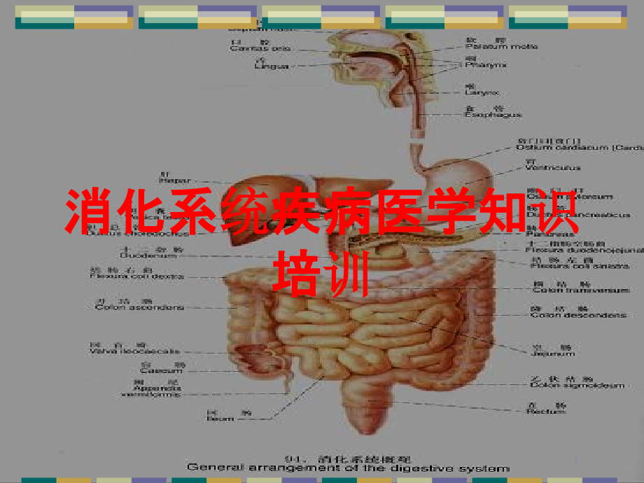 消化系统疾病医学知识培训培训ppt课件_第1页