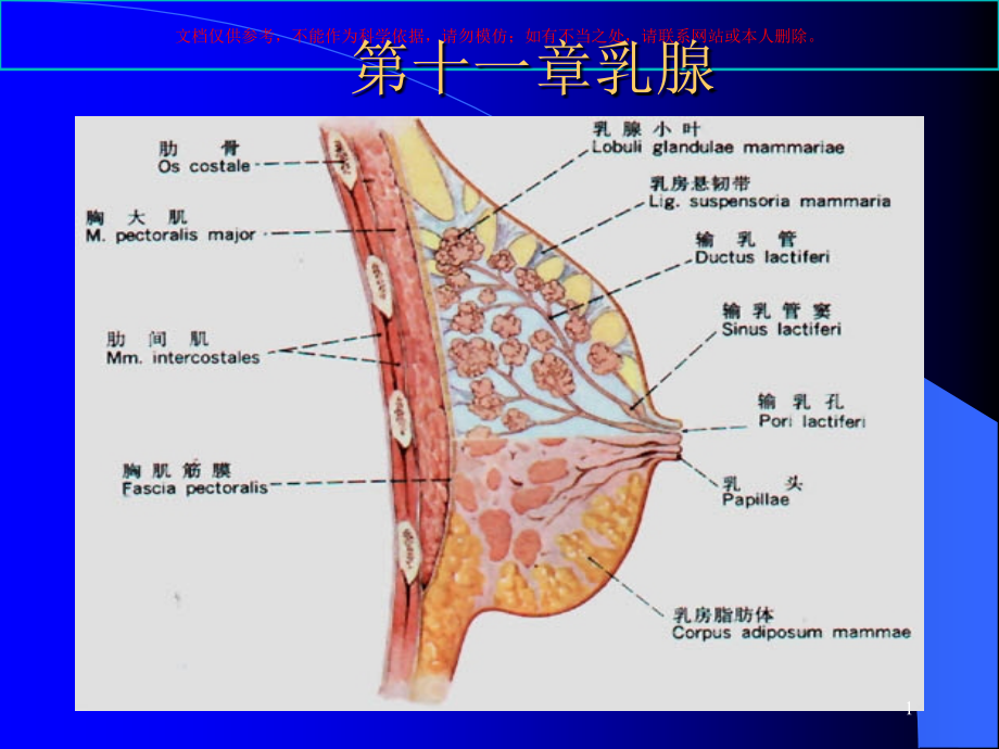 小器官乳腺专题知识讲座培训ppt课件_第1页