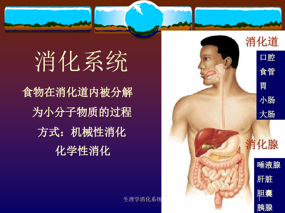 生理学消化系统ppt课件_第1页