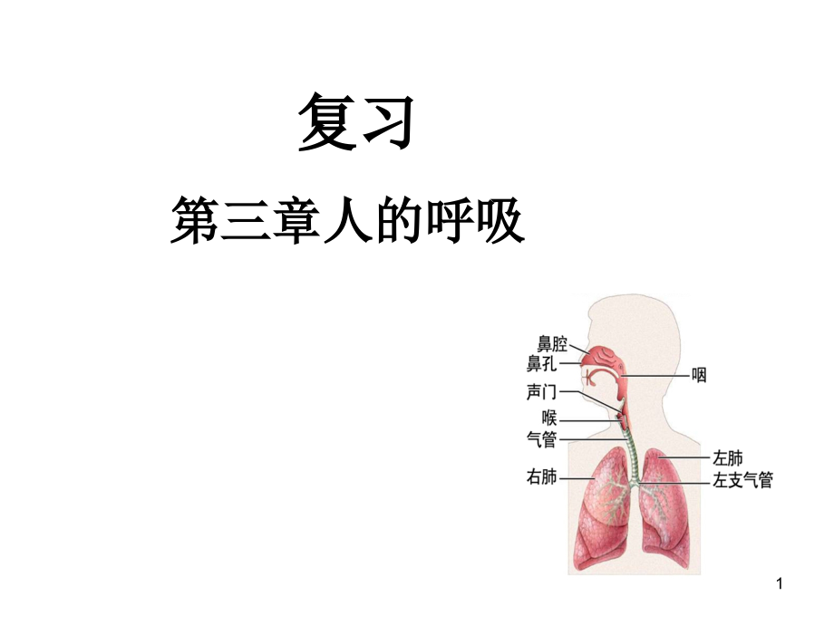 第三章人的呼吸ppt课件_第1页