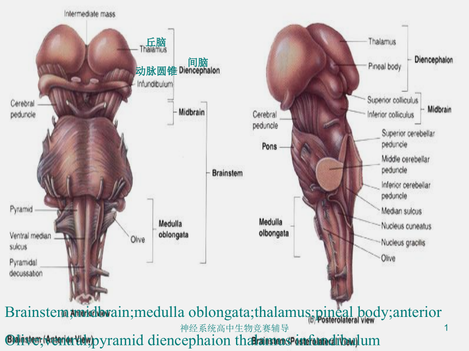 神经系统高中生物竞赛辅导ppt课件_第1页