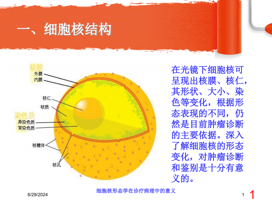 细胞核形态学在诊疗病理中的意义培训ppt课件_第1页