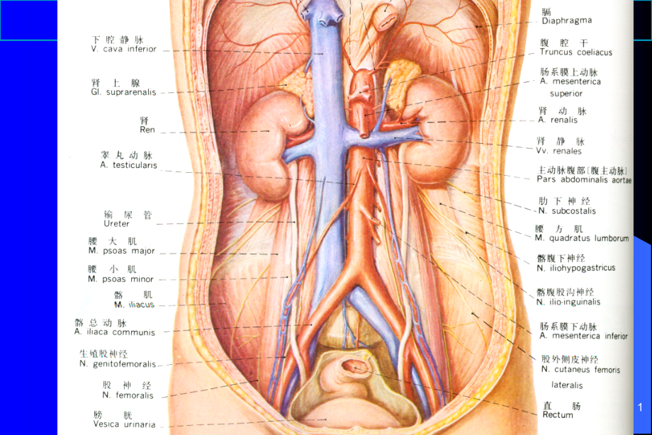 泌尿系统肾输尿管培训ppt课件_第1页
