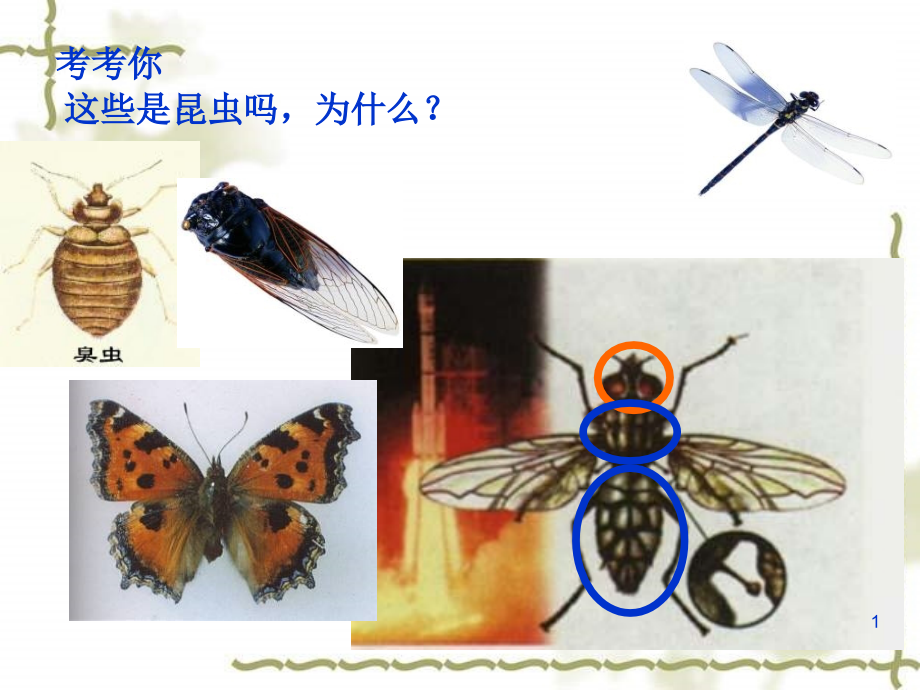 昆虫的生殖和发育讲课用课件_第1页