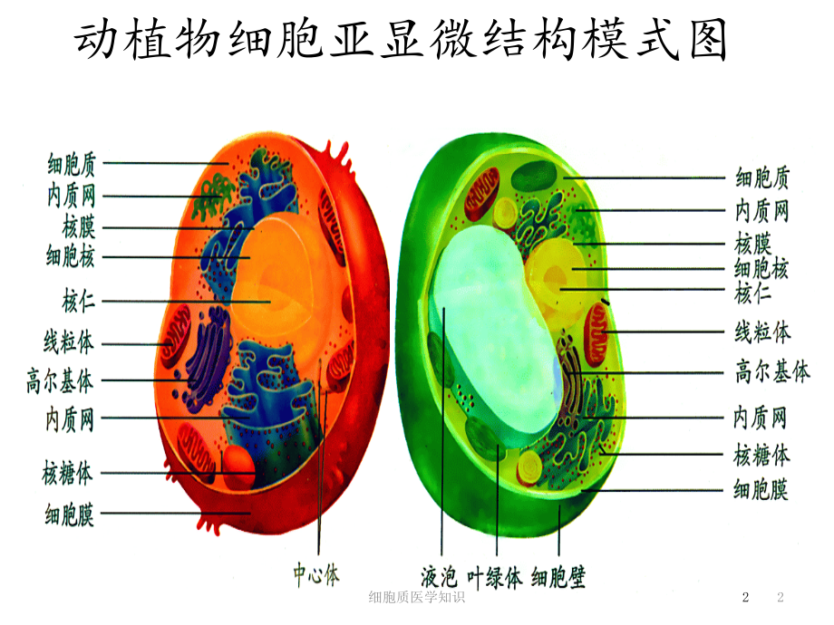 细胞质医学知识培训ppt课件_第1页