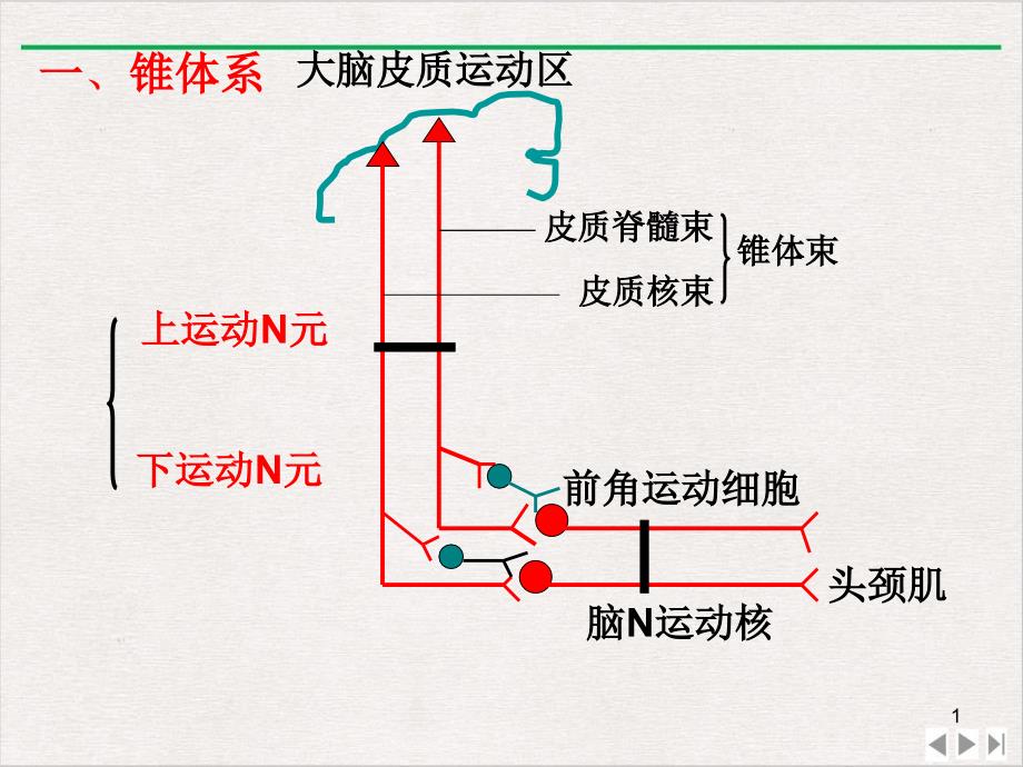 神经系统运动功能检查ppt课件_第1页