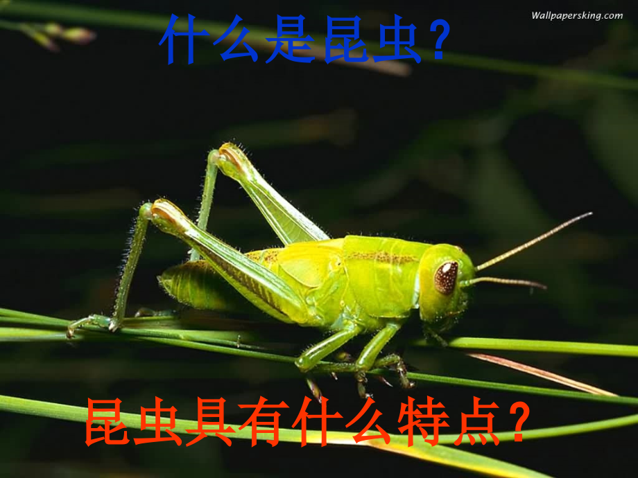 昆虫世界与人类社会-课件_第1页