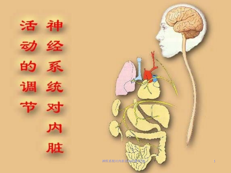 神经系统对内脏活动的调节 ppt课件_第1页