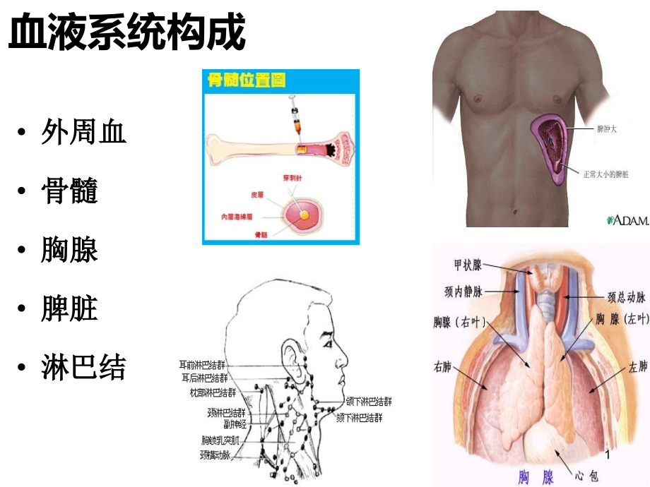 淋巴结中大鉴别诊疗主题讲座ppt课件_第1页