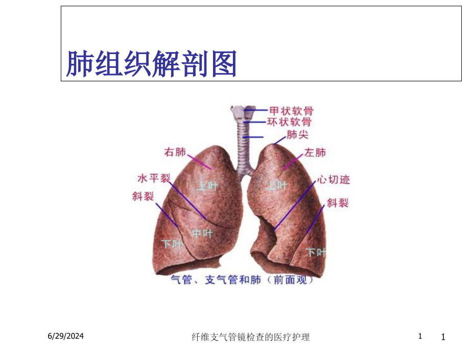 纤维支气管镜检查的医疗护理培训ppt课件_第1页