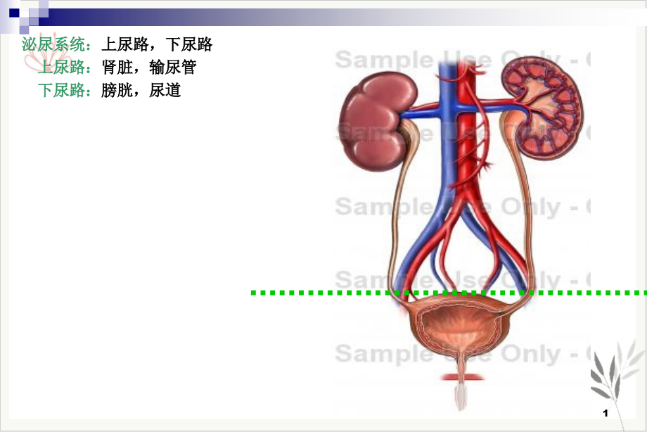 泌尿损伤病人的护理课件_第1页