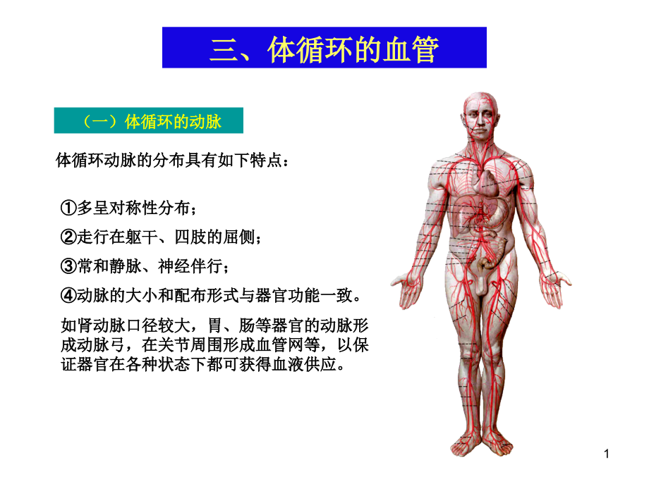 血管体循环动脉课件_第1页