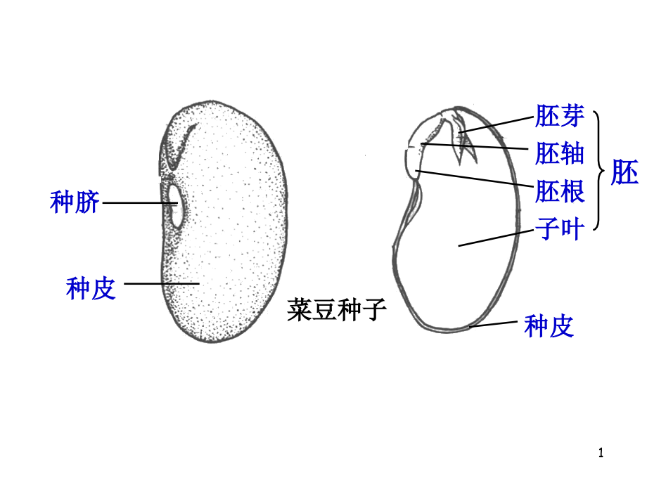 营养器官的生长课件_第1页